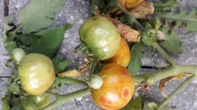 Болезни помидоров с фото и описанием, их лечение и профилактика | Помидоры,  Выращивание помидоров, Лечение