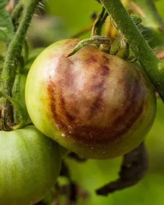 Болезни томатов, фото, описание и способы лечения | Супермаркет Семян