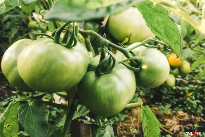 Как правильно выращивать помидоры, самые распространенные болезни томатов -  22 июля 2021 - 72.ru
