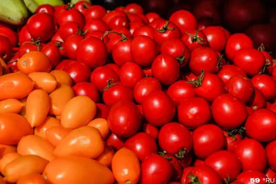 В Прикамье из-за коричневой морщинистости томатов ввели карантин - 14  февраля 2023 - 59.ru