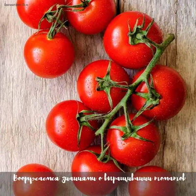 Курс молодого томатоведа. Обзор болезней и ошибок в уходе. | Уютное Счастье  | Дзен