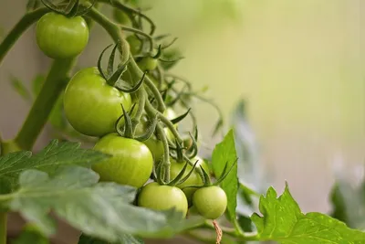 Фитофтора на помидорах и хитрый ход по блокировке разрушителя томатов —  AgroXXI