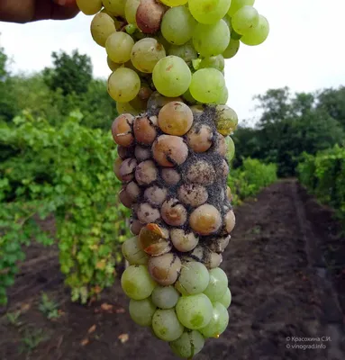 Кислая гниль – заболевание винограда
