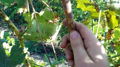 Оидиум на виноградной лозе - YouTube