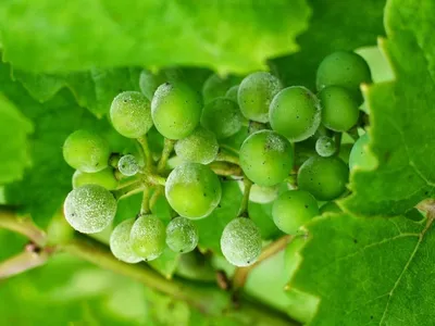Защита винограда от грибковых заболеваний . Как бороться с гнилями,  мучнистой росой. Средства, фото — Ботаничка