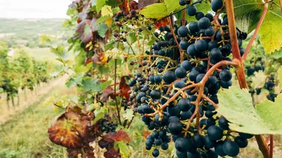 Болезни винограда: фото, описание, методы лечения и профилактики