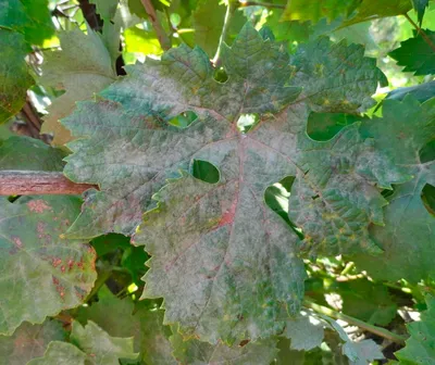 Оидиум на винограде: чем лечить, меры комплексной борьбы