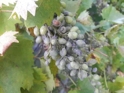 Чем и как спасти виноград в июле от болезней без химии