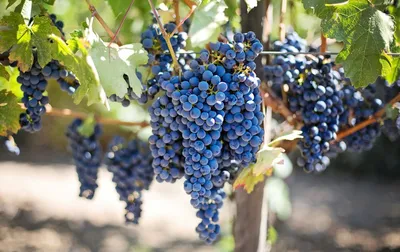 Болезни винограда и как с ними бороться | Стайлер