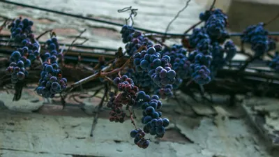 Виноградари Украины могут потерять до 80% урожая из-за новой болезни  винограда — Delo.ua