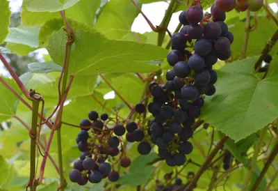 Обещают хороший урожай винограда в Латвии / Статья