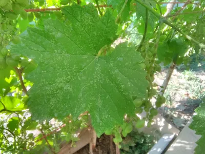 Болезни винограда | Волгоградский форум