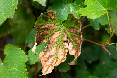 Бурые пятна на виноградном листе на лозе болезни винограда | Премиум Фото