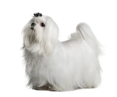 Порода собак Мальтезе (Мальтийская болонка): фото и описание породы