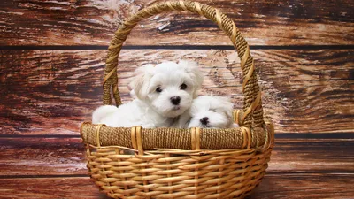 Обои Мальтийская болонка, щенки, белый, Maltese dogs, puppy, white, pet,  Животные #9987
