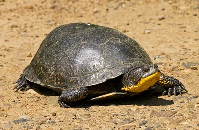 Emys blandingii (Американская болотная черепаха) - Черепахи.ру