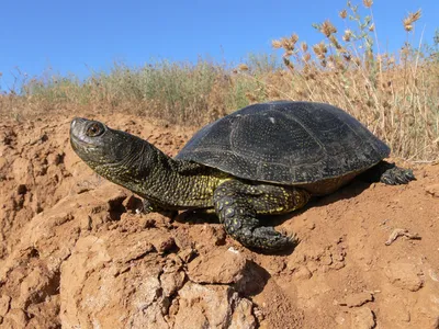 Болотная черепаха (Emys orbicularis)