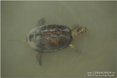 Фотография Европейская болотная черепаха (Emys orbicularis) Пресмыкающиеся  Кавказа, Майкоп | Фотобанк ГеоФото/GeoPhoto | GetImages Group