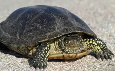Черепаха болотная (Swamp turtle) | Aquarium-Style