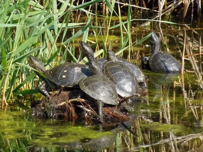 На Тилигуле после зимней спячки проснулась болотная черепаха | СВІДОК.info