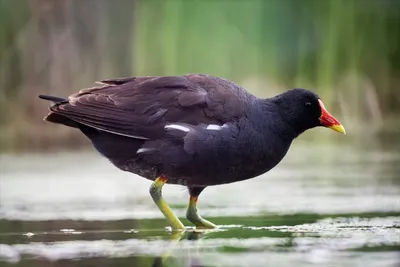 Камышница (Курица болотная, Курочка водяная) - Gallinula chloropus