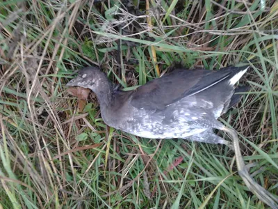 Moorhen (Gallinula Chloropus), Также Известный Как Болотная Курица Или  Скитты. Здесь Показано Плавание После Погружения В Пищу В Воде С Зелеными  Водорослями Над Поверхностью. Фотография, картинки, изображения и  сток-фотография без роялти. Image