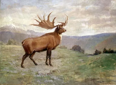 Category:Megaloceros giganteus - Wikimedia Commons