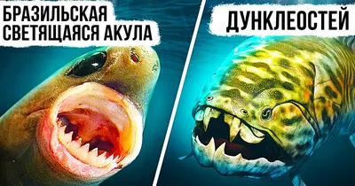 Акула VS Медведь.. Пару дней назад смотрела “Мы обычные… | by Polina  Kazakova | Medium