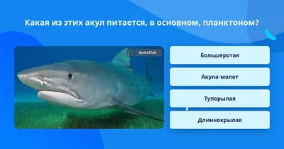 Гигантская акула (World) | Hungry shark вики | Fandom