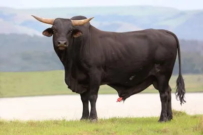 Tumar - Самые большие быки в мире весят 1500 кг. Первенство по массе  забрали представители голштинской, герефордской, шортгорнской, бельгийской  пород. Они претендуют на места в книге рекордов Гиннесса. | Facebook