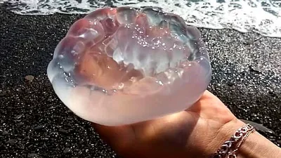 Большие медузы фотографии