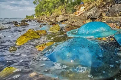 Одесские пляжи заполонили большие медузы (фото) | Новости Одессы