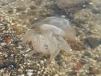 Большие медузы в голубой и ясной морской воде Стоковое Изображение -  изображение насчитывающей жизнь, природа: 154437753