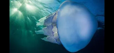 большие медузы против голубой глубокой воды Стоковое Изображение -  изображение насчитывающей соль, цвет: 256478101