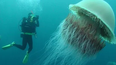 Осторожно, медузы в Хуа Хине. Купание в море. | Зима в Таиланде