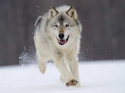 Обыкновенный волк (Canis lupus)