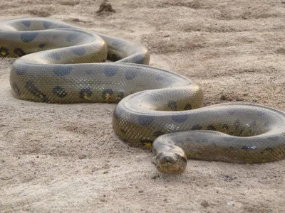 Самые большие змеи в мире - YouTube