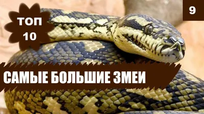 Самые большие змеи снятые на камеру