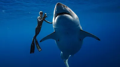 Больших белых акул фото