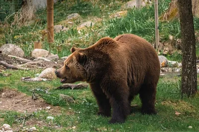 Большой плюшевый мишка - купить с доставкой в Омске - Лаванда