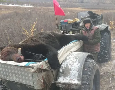 Лесные камеры в Марий Эл засняли большого пугливого медведя | Новости  Йошкар-Олы и РМЭ