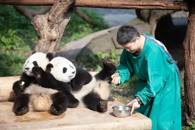 Уникальные резерваты большой панды « FotoRelax | Giant panda, Panda, Red  panda