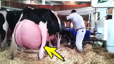 The farmer couldn't stop screaming when he saw that a cow had given birth!  - YouTube