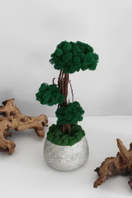 Бонсай дерево, декор из стабилизированного мха (id 96421527)
