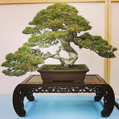 Бонсай дерево в Японии - 56 фото