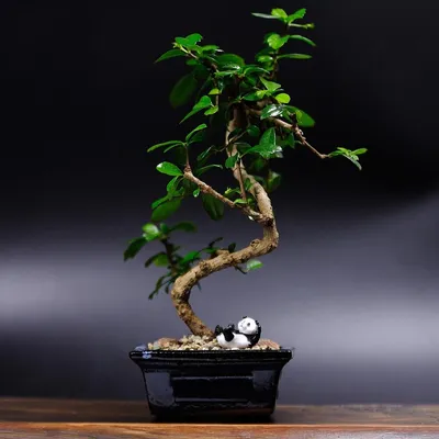 Бонсай Кармона цветущая (чайное дерево), 30см, 5 лет, Живые растения в  Москве, купить по цене 6700 руб, Бонсаи в My Zen Bonsai с доставкой |  Flowwow
