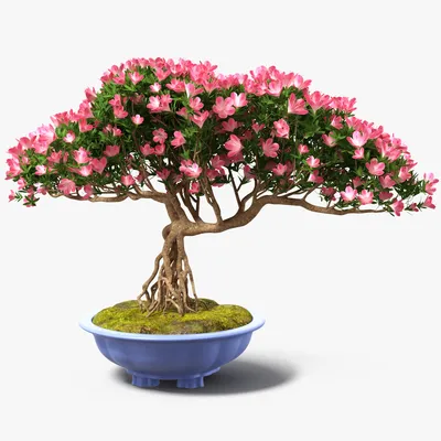 Миниатюрное дерево бонсай 3D Модель $39 - .c4d .max .3ds .obj .lxo .ma .fbx  .blend - Free3D
