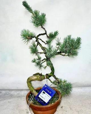 Купить Сосна Бонсай. Pinus Parviflora. Бонсай., цена 4680 грн — Prom.ua  (ID#1749182042)