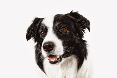 Картинки Бордер-колли Собаки животное