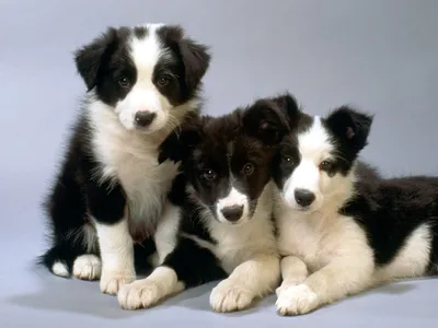 Щенки бордер-колли фото обои собак бордер-колли, фото щенки обои породы  собак, обои рабочий стол собак… | Smartest dog breeds, Collie puppies,  Border collie puppies